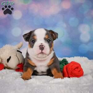 Bruno, Miniature Bulldog Puppy